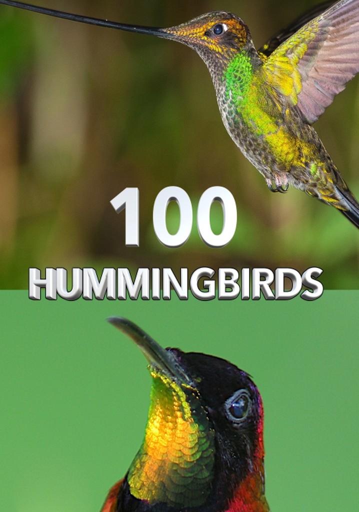 100 Hummingbirds movie watch streaming online